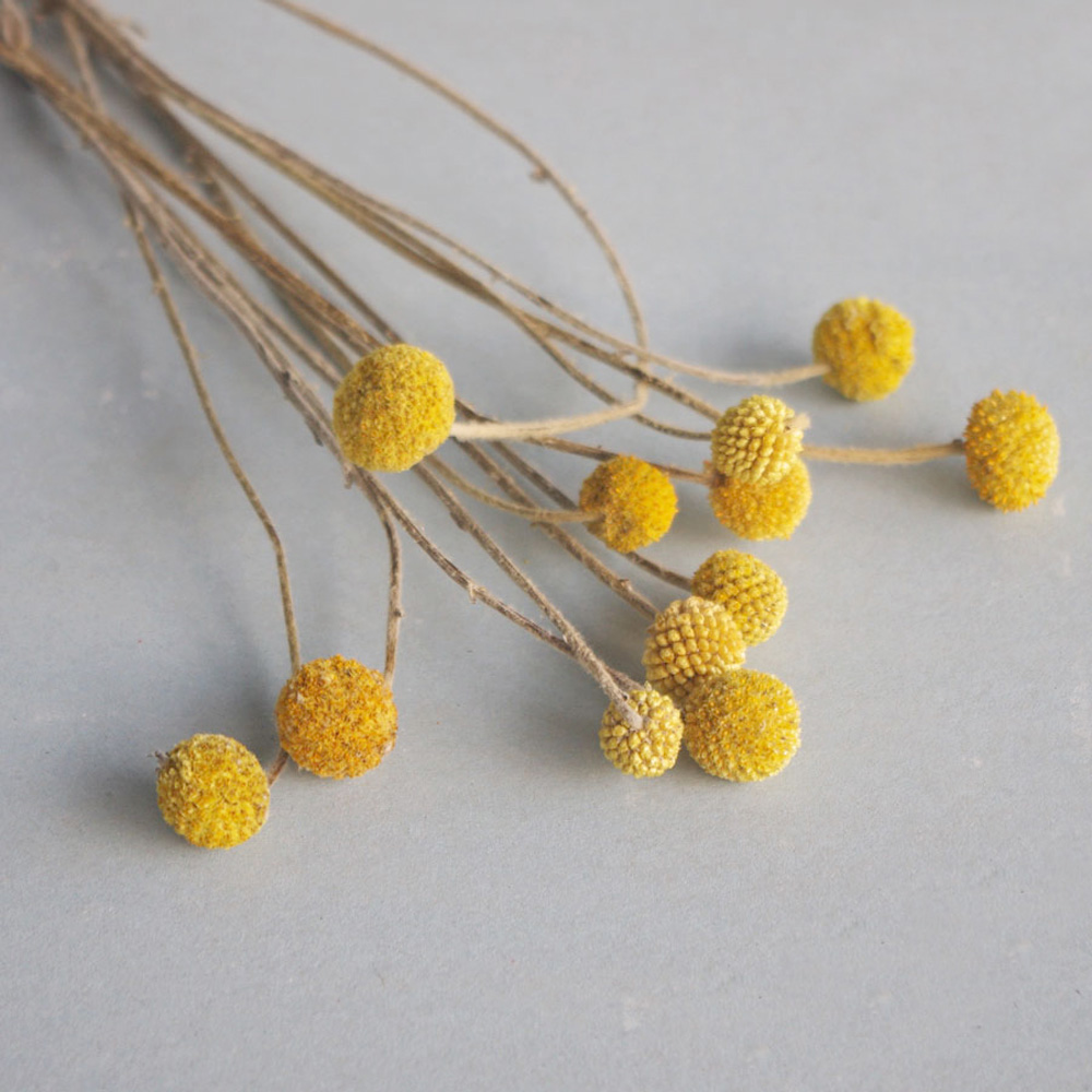 20 ชิ้นธรรมชาติแห้ง Craspedia  - Dried Flower Bunch บทวิจารณ์และราคา