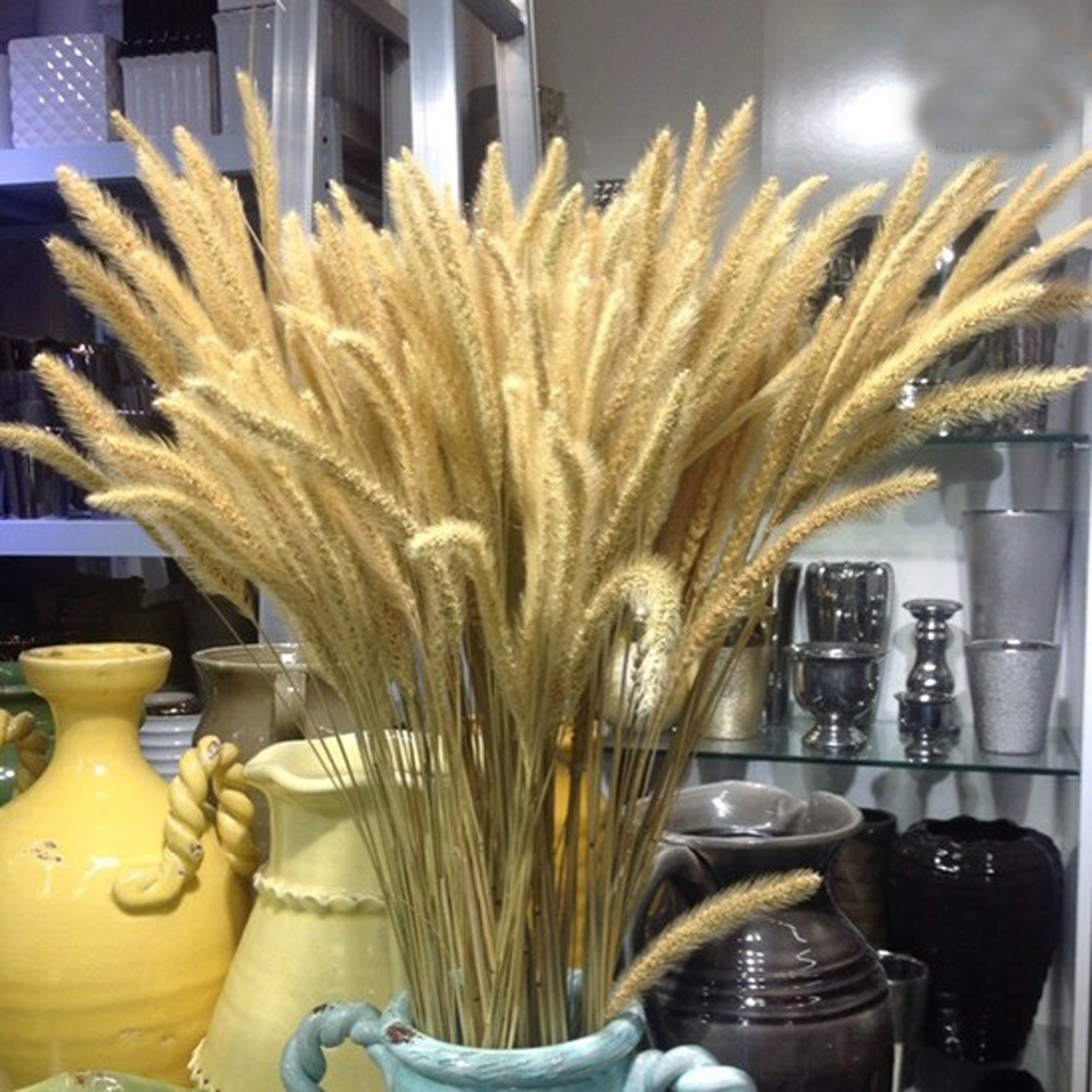 200 ชิ้นธรรมชาติแห้ง Lagurus o - Dried Flower Bunch บทวิจารณ์และราคา
